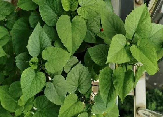 植物常识问题|红薯发芽了可以吃吗 吃家里长了芽的红薯会中毒吗