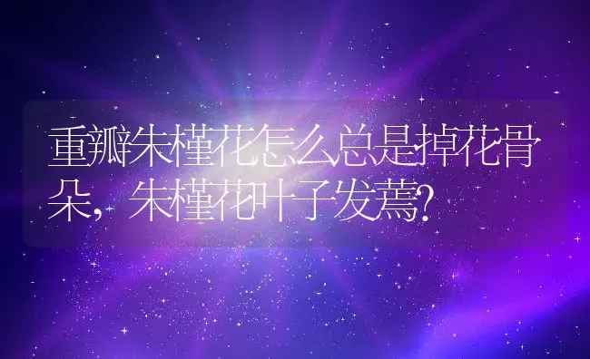 重瓣朱槿花怎么总是掉花骨朵,朱槿花叶子发蔫？ | 养殖常见问题