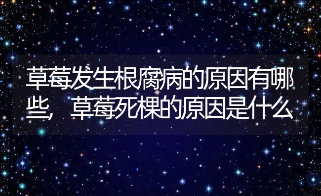 草莓发生根腐病的原因有哪些,草莓死棵的原因是什么 | 养殖常见问题