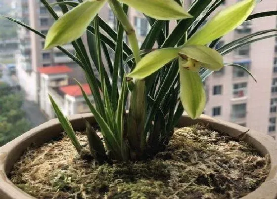 植物常识问题|兰花种植后如何判断服盆（快速服盆期兰花的养护技巧）