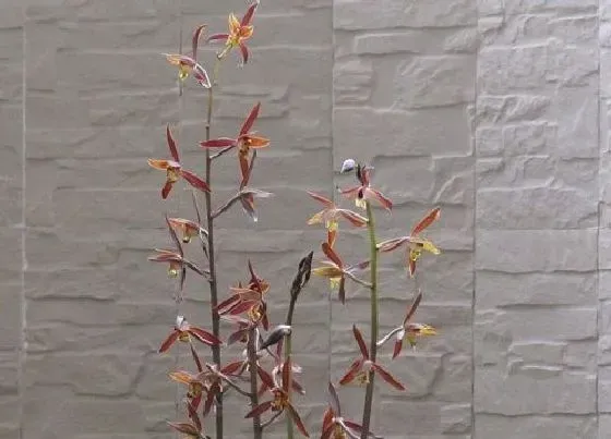 植物常识问题|用什么养兰花可以防止根腐烂