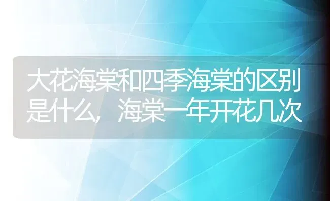 大花海棠和四季海棠的区别是什么,海棠一年开花几次 | 养殖常见问题