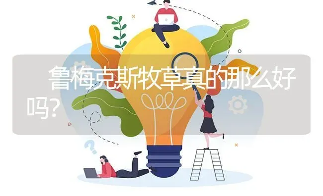 鲁梅克斯牧草真的那么好吗?                                                      ? | 养殖问题解答