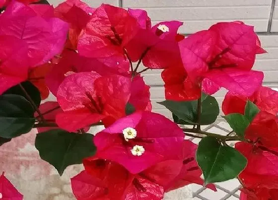 植物常识问题|怎样给三角梅控水开花多