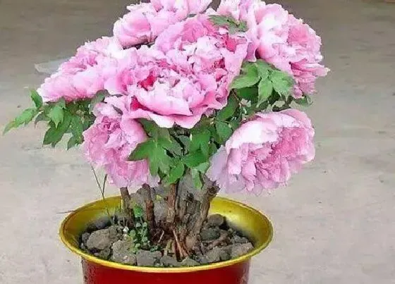 植物常识问题|十大寓意幸运的花图片 10种象征吉祥好运的花卉植物