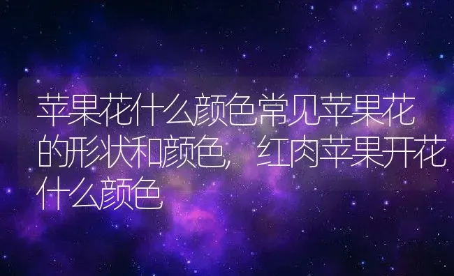 苹果花什么颜色常见苹果花的形状和颜色,红肉苹果开花什么颜色 | 养殖常见问题