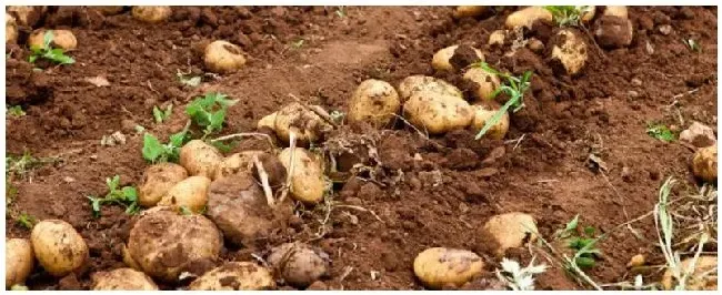 马铃薯用什么农药 | 三农答疑