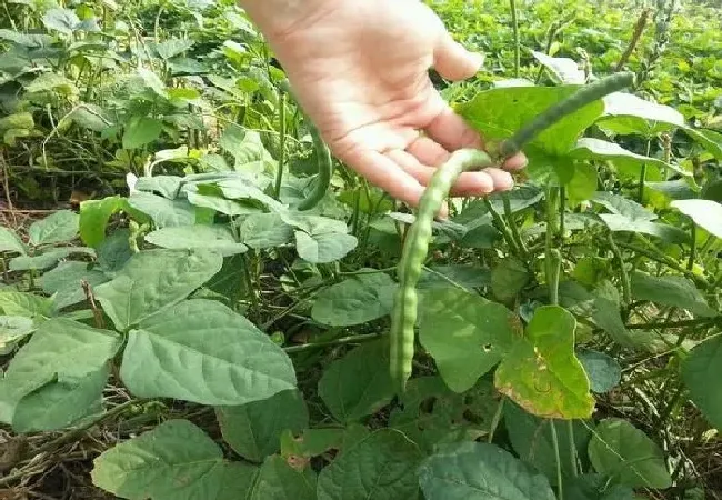 植物常识问题|露地豇豆种植方法和技术（地豇豆怎么种植才高产）