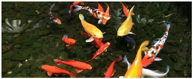 锦鲤炸鳞是怎么回事 | 三农答疑
