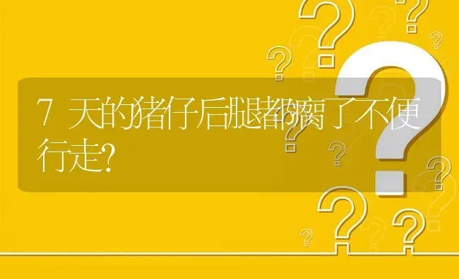 7天的猪仔后腿都瘸了不便行走? | 养殖问题解答