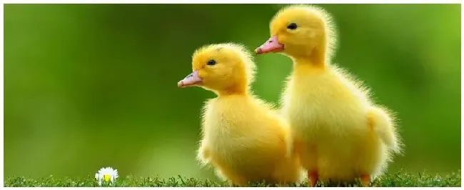 养鸭要养多少天能卖 | 农业问题