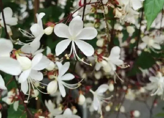 植物常识问题|茉莉花有什么作用