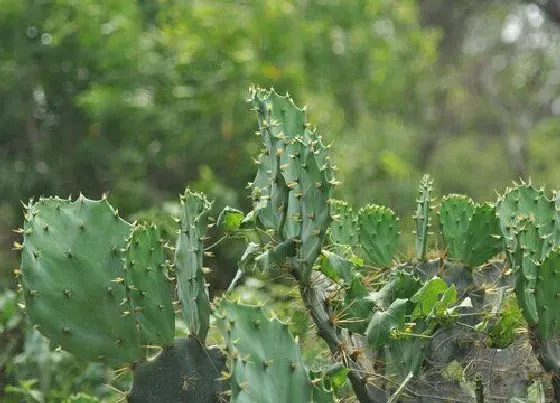 植物常识问题|仙人掌促花需要怎么施肥