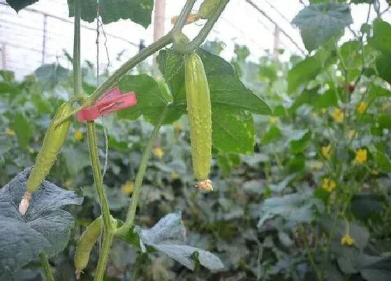 植物常识问题|黄瓜幼苗期怎样管理与防治病害（苗老化后用什么方法补救）