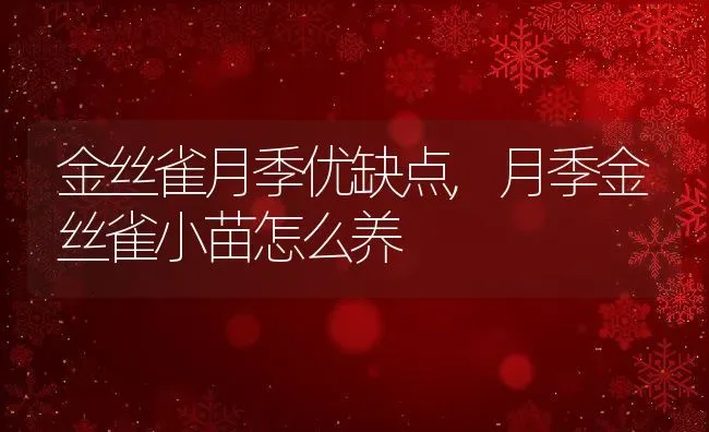 金丝雀月季优缺点,月季金丝雀小苗怎么养 | 养殖常见问题