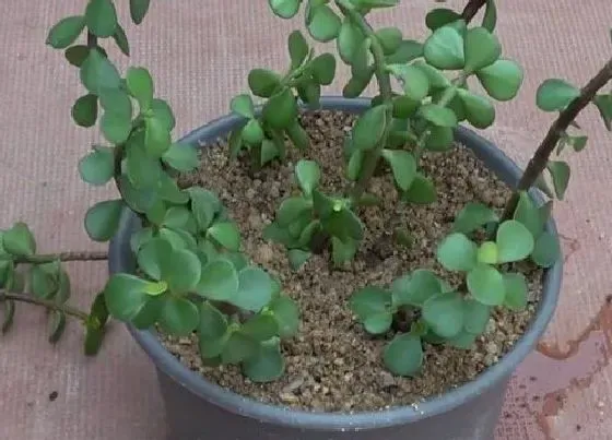 植物常识问题|金枝玉叶的风水作用禁忌 放在什么位置风水好