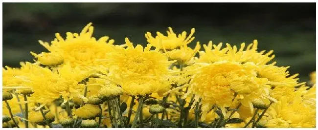 怎么种菊花 | 农业常识