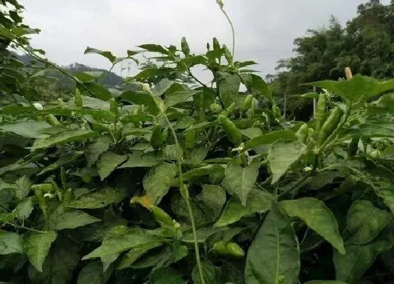 植物常识问题|辣椒的种植技术与管理