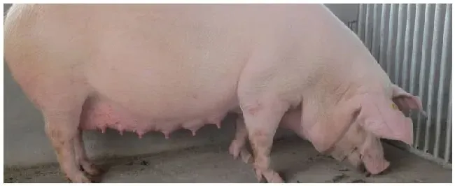母猪产前不吃食土方法 | 农业答疑