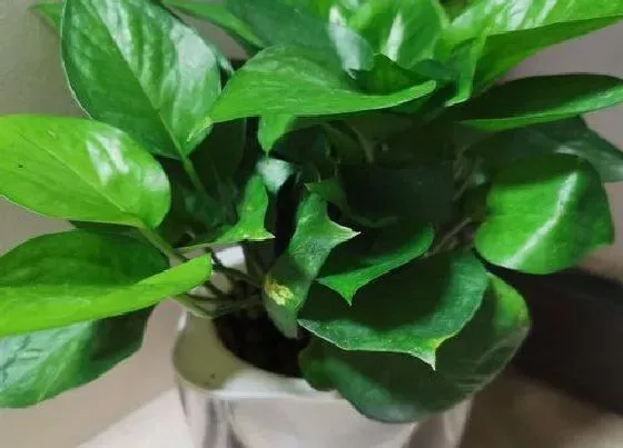 植物常识问题|绿萝正确的浇水方法