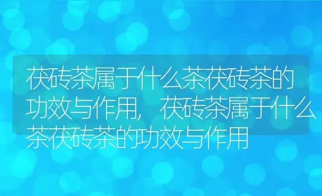 茯砖茶属于什么茶茯砖茶的功效与作用,茯砖茶属于什么茶茯砖茶的功效与作用 | 养殖常见问题
