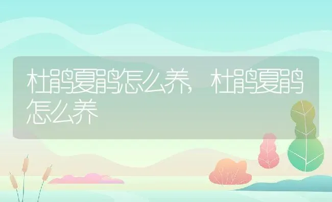 月季花的寓意和象征风水,庭院可以种月季吗？ | 养殖常见问题