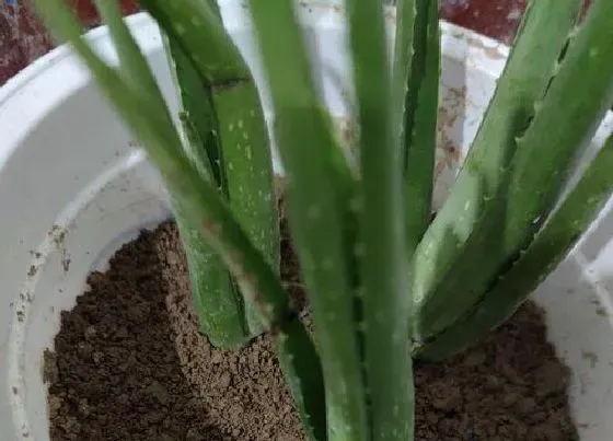 植物常识问题|芦荟叶片耷拉打蔫怎么解决