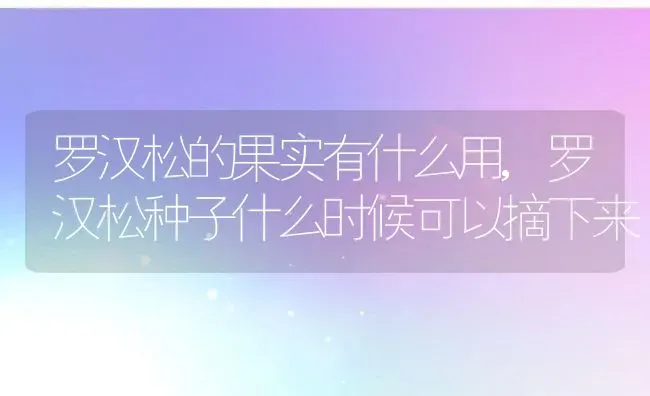 罗汉松的果实有什么用,罗汉松种子什么时候可以摘下来 | 养殖常见问题