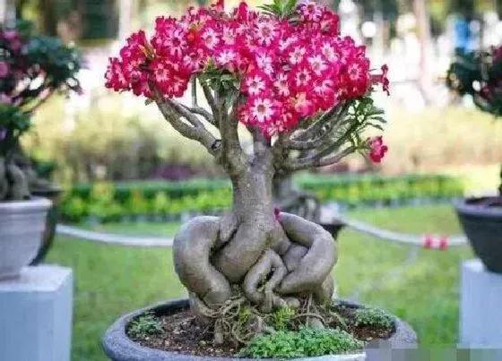 植物常识问题|秋季可以给沙漠玫瑰施浓肥吗