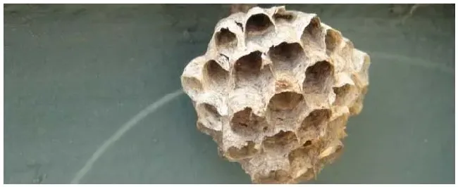 马蜂在窗户角筑巢咋办 | 三农问答