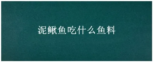 泥鳅鱼吃什么鱼料 | 生活常识