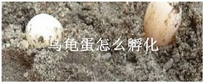 乌龟蛋怎么孵化 | 农业常识