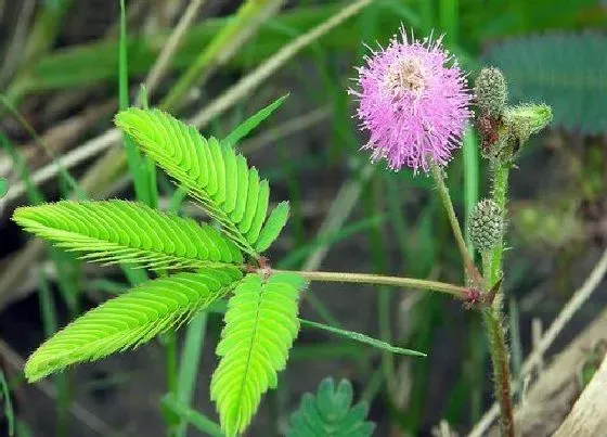 植物常识问题|含羞草合拢的原理是什么 含羞草叶子一碰就合起来的原因