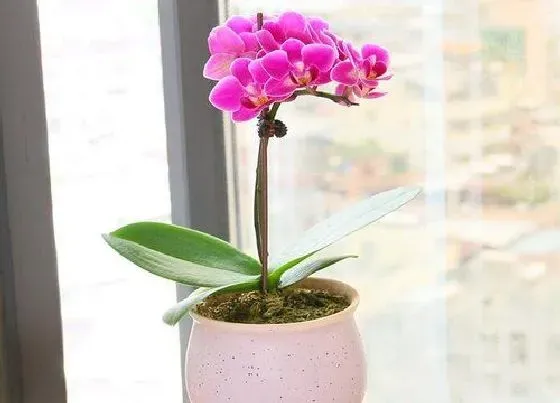 植物常识问题|兰花怎么养护根像筷子粗