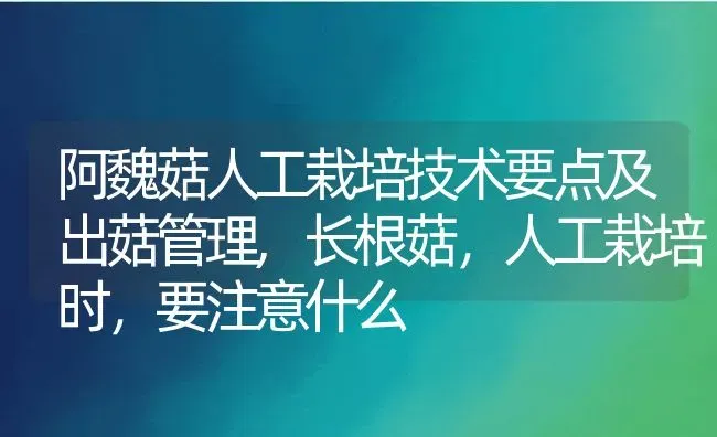 阿魏菇人工栽培技术要点及出菇管理,长根菇，人工栽培时，要注意什么 | 养殖常见问题