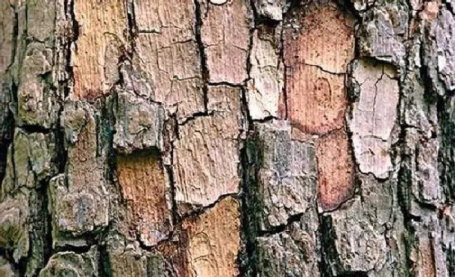 植物常识问题|柿子树皮脱落是怎么回事（柿子树树皮开裂掉了还能活）