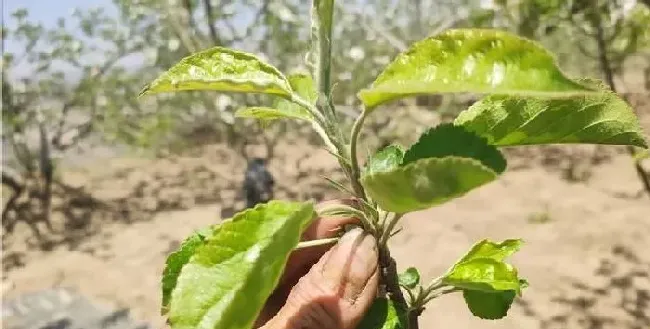 植物常识问题|果树抽不出顶心是什么原因（苹果树新梢抽不出顶心怎么办）