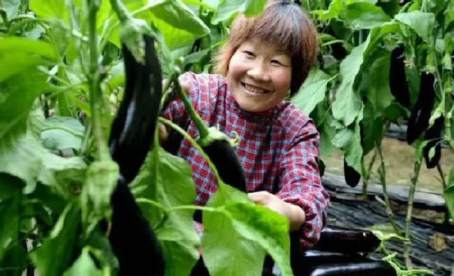植物常识问题|种茄子的步骤及注意事项（种茄子最好的方法与过程）