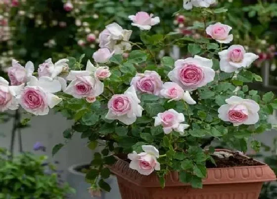 植物常识问题|月季花头突然打蔫了怎么回事（地栽月季花骨朵蔫了）
