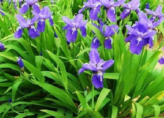 植物常识问题|养护花卉一定要避免的一些错误