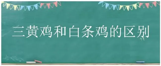 三黄鸡和白条鸡的区别 | 农业常识
