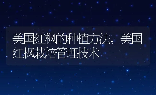 美国红枫的种植方法,美国红枫栽培管理技术 | 养殖常见问题