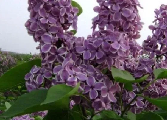 植物常识问题|丁香花的品质和精神