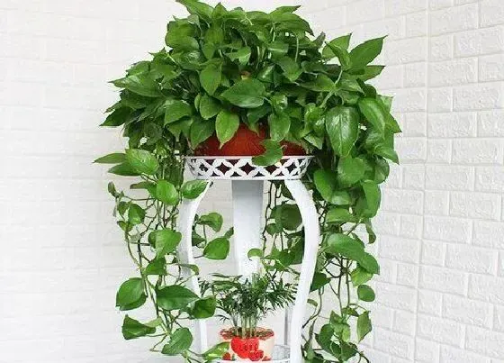 植物常识问题|夏季养护绿萝一定要避开的三件事