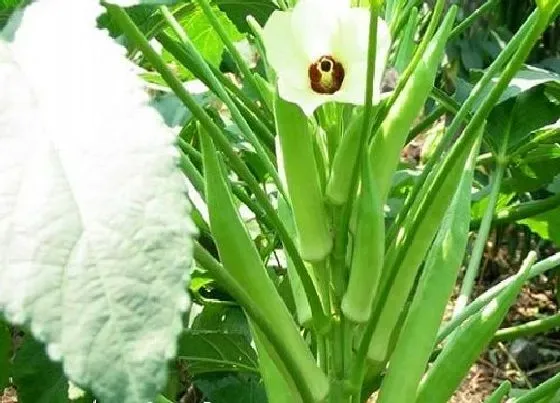 植物常识问题|秋葵种植时间及技术要点（秋葵什么时候栽种最佳）