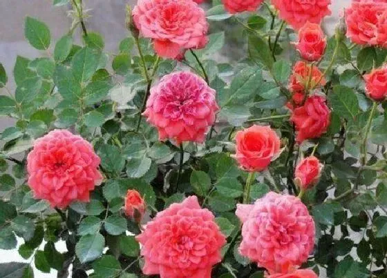 植物常识问题|月季花头突然打蔫了怎么回事（地栽月季花骨朵蔫了）