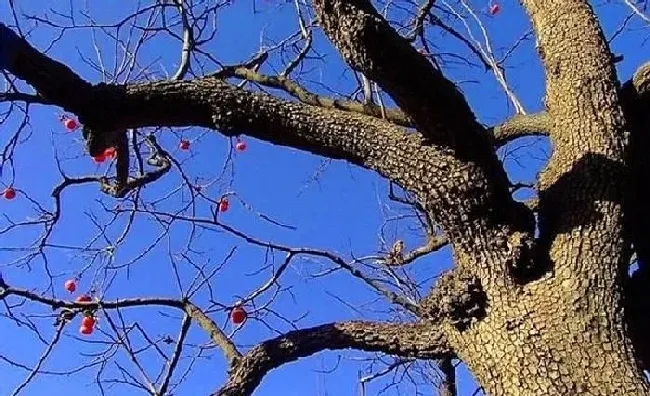 植物常识问题|柿子树皮脱落是怎么回事（柿子树树皮开裂掉了还能活）