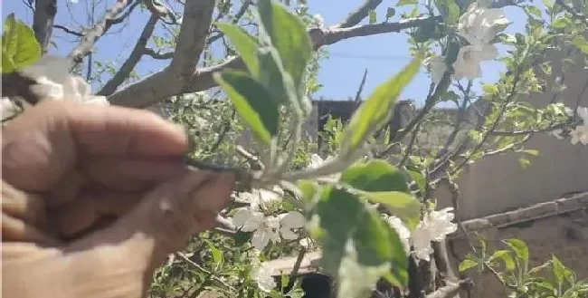 植物常识问题|果树抽不出顶心是什么原因（苹果树新梢抽不出顶心怎么办）