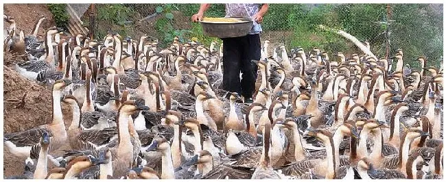 喂鹅的配料方法 | 生活常识