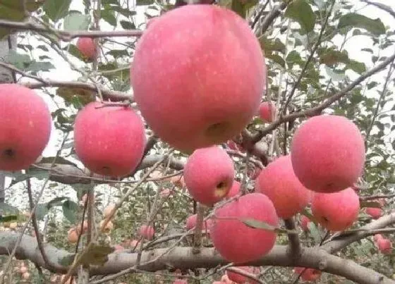 植物常识问题|果树抽不出顶心是什么原因（苹果树新梢抽不出顶心怎么办）